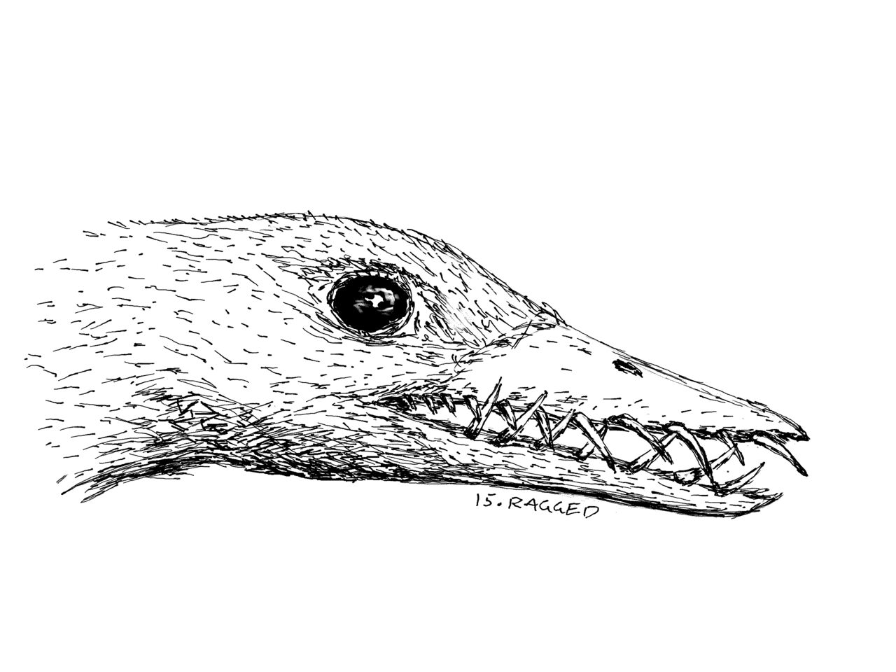 The head of a Rhamphorhynchus, with many pointed teeth